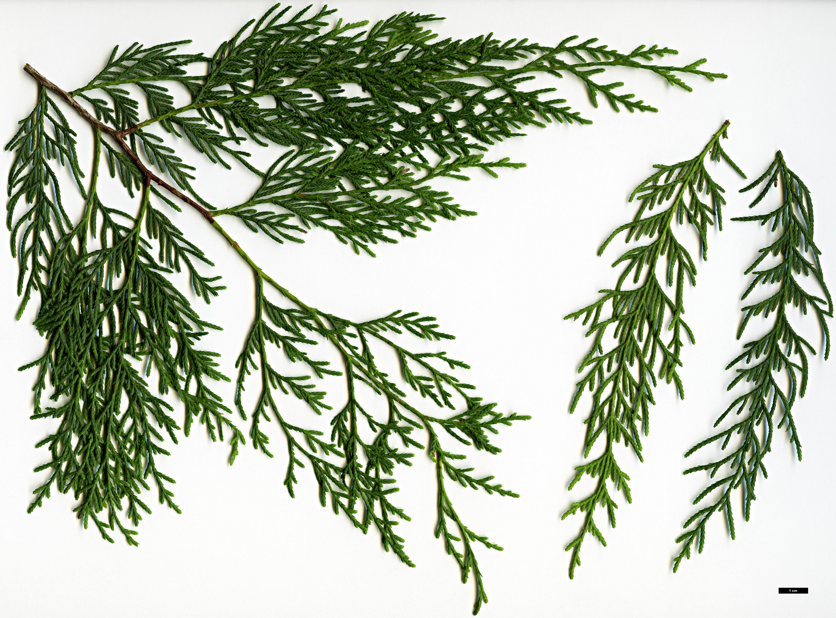 High resolution image: Family: Cupressaceae - Genus: Cupressus - Taxon: chengiana - SpeciesSub: var. jiangensis